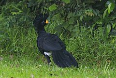 Great Curassow